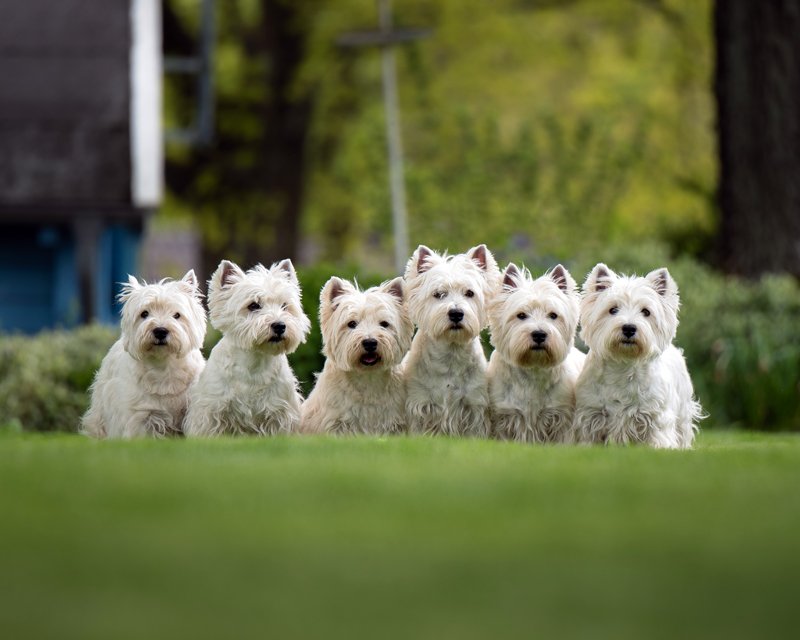 westie puppies for sale