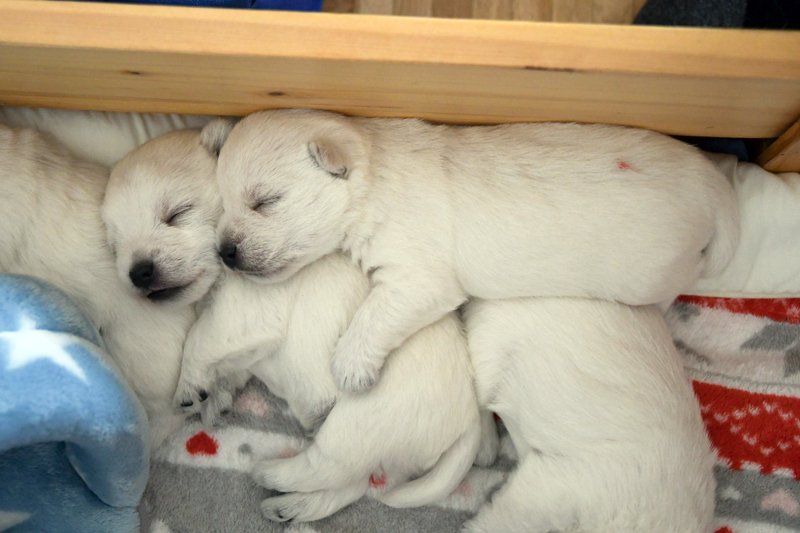 You are currently viewing Westie Puppy Price – How Much Does a Westie Puppy Cost? A Breeder’s Honest Breakdown
